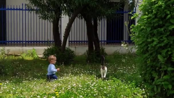 Een Klein Meisje Zit Het Gras Noemt Een Kat Die — Stockvideo