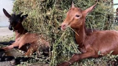 Keçi yavruları bir çiftlikteki samanlıkta yatar ve çiğnerler. Yüksek kalite 4k görüntü