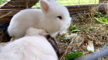 Küçük tüylü beyaz tavşan kafeste otururken lahana yaprağı çiğniyor. Yüksek kalite 4k görüntü