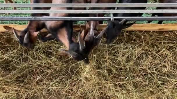 棕色的山羊正慢慢地吃着干草 从农场的栅栏后面探出头来 高质量的4K镜头 — 图库视频影像