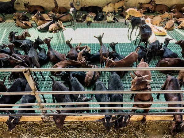 Las Cabras Sobresalen Detrás Valla Comiendo Heno Fondo Las Cabras — Foto de Stock