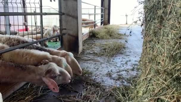 Λευκά Σγουρά Πρόβατα Μασάνε Σανό Γέρνουν Πίσω Από Ένα Φράχτη — Αρχείο Βίντεο