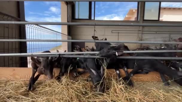 黒ヤギはフェンスの後ろから出てきて 貪欲に干し草を食べる 高品質4K映像 — ストック動画