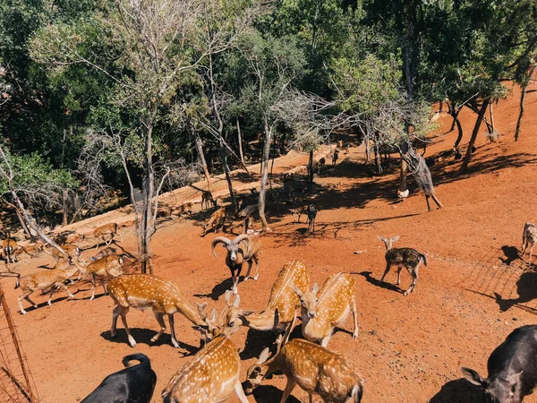 stock image Spotted deer with rams graze on red soil among green trees. High quality photo