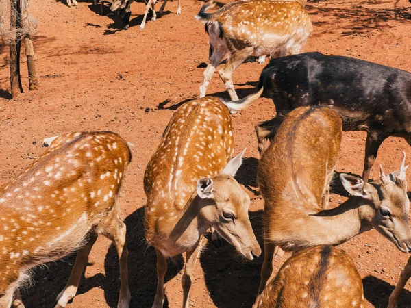 stock image Spotted brown deer stand on red soil in the park. High quality photo