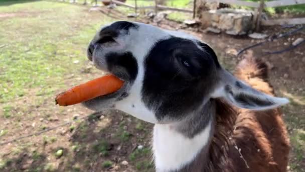 Fluffy Brown Llama Chewing Carrot High Quality Footage — Stock Video