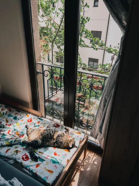 大胖胖的猫睡在房间里一个大窗户旁边的彩色毛毯上 高质量的照片 — 图库照片