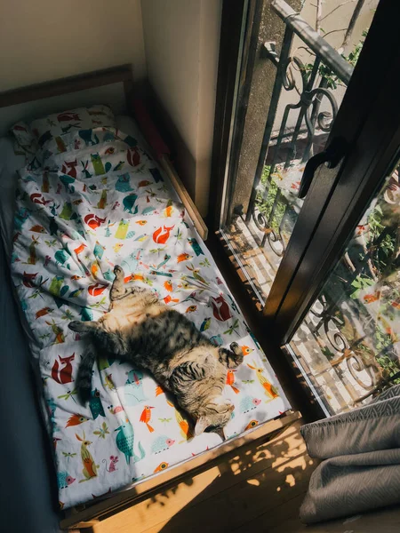 Grande Gato Tabby Dorme Costas Cobertor Colorido Perto Uma Grande — Fotografia de Stock