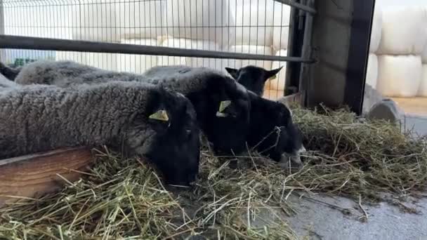 Kulak Etiketi Takmış Siyah Beyaz Koyunlar Otlakta Saman Yiyor Yüksek — Stok video