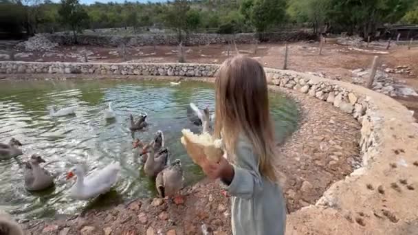 Menina Alimentando Bando Gansos Lago Com Pão Imagens Alta Qualidade — Vídeo de Stock