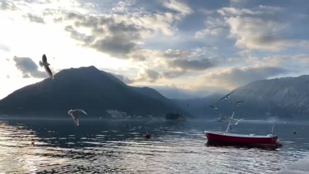Fiskmåsar Flyger Lågt Över Havet Mot Bakgrund Bergen Skymningen Högkvalitativ — Stockvideo