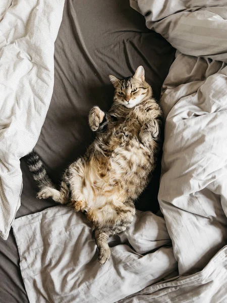 Tabby Kočka Leží Zádech Posteli Mezi Přikrývkami Kvalitní Fotografie — Stock fotografie