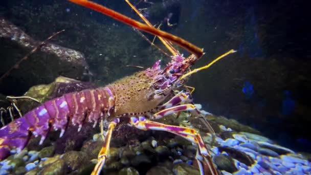 Fliederfarbener Langust Wandert Auf Kieselsteinen Einem Aquarium Und Bewegt Dabei — Stockvideo