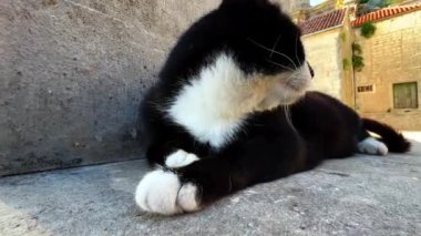 Siyah ve beyaz kedi gölgedeki taş bir kaidede yatıyor. Yüksek kalite 4k görüntü