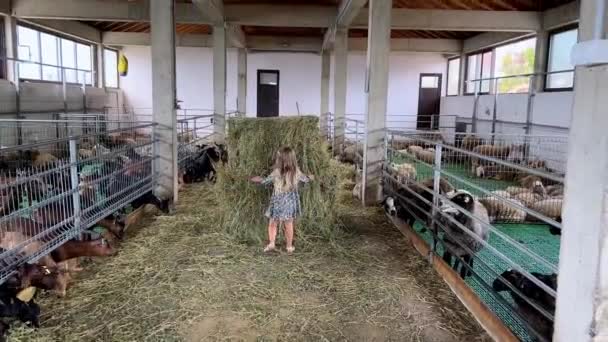 Mała Dziewczynka Wyciąga Siano Stogu Siana Karmi Stado Kóz Zagrodach — Wideo stockowe