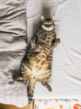 Büyük çizgili kedi yatakta sırt üstü yatıyor. Yüksek kalite fotoğraf