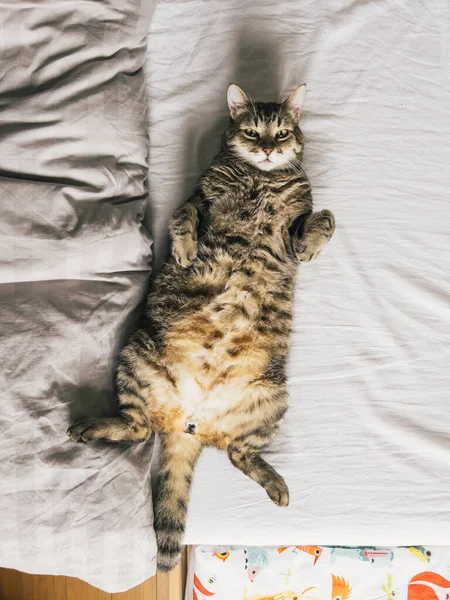 줄무늬가 고양이가 침대등에 고품질 — 스톡 사진