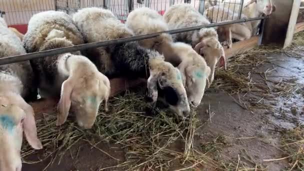 黑白相间的羊吃着干草 从栅栏后面靠在围场里 高质量的4K镜头 — 图库视频影像