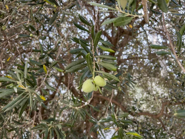 Große Grüne Oliven Hängen Einem Ast Garten Hochwertiges Foto — Stockfoto