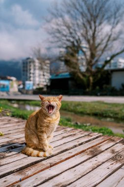 Kızıl kedi parktaki ahşap bankta otururken esniyor. Yüksek kalite fotoğraf