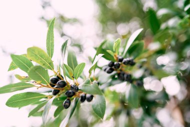 Ağaç dallarındaki yeşil yaprakların arasında siyah zeytinler. Yüksek kalite fotoğraf