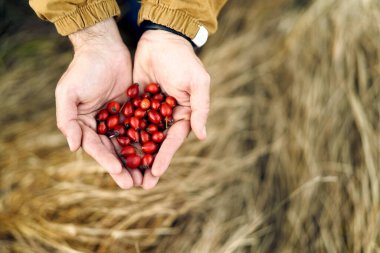 Erkek avuçlarında kırmızı gül kalçası ve kuru otların arka planı. Kırpılmış. Yüzsüz. Yüksek kalite fotoğraf