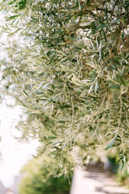 Yeşil zeytinler güneş ışığında sık yaprakların arasında yetişir. Yüksek kalite fotoğraf