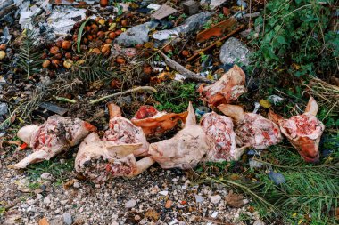 Parçalanmış domuz kafaları, yiyecek atıklarıyla birlikte ormanda kendiliğinden oluşan bir çöplükte yatıyor. Yüksek kalite fotoğraf