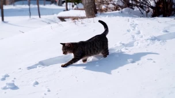 Tabby Kot Idzie Przez Zaspy Śnieżne Spada Przez Brzuch Wysokiej — Wideo stockowe