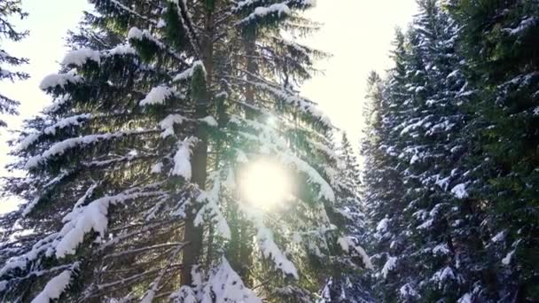Die Sonne Scheint Durch Die Schneebedeckten Zweige Eines Kiefernwaldes Hochwertiges — Stockvideo
