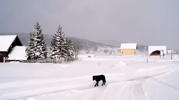 Honden Wandelen Een Besneeuwde Weg Een Bergdorp Hoge Kwaliteit Beeldmateriaal — Stockvideo