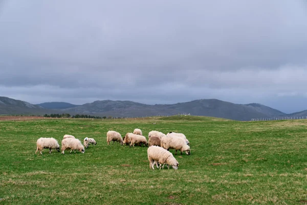White sheep graze on a green plain with mountains in the background. High quality photo