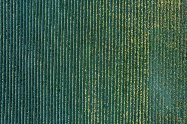 Garda Nehri Vadisi 'ndeki üzüm bağlarının pürüzsüz çizgileri. Veneto, İtalya. Hava görüntüsü. Yüksek kalite fotoğraf