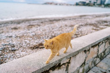 Kızıl kedi kuyruğu havada, deniz kenarında taş bir çit boyunca yürüyor. Yüksek kalite fotoğraf