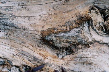 Yüzeyinde çatlaklar olan kabuksuz ahşap bir yapı. Yüksek kalite fotoğraf