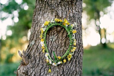 Sarı karahindiba çelengi bir ağaç gövdesinde asılı. Yüksek kalite fotoğraf