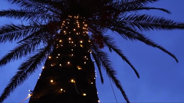 Palma Illuminata Ghirlande Contro Cielo Oscuro Filmati Alta Qualità — Video Stock