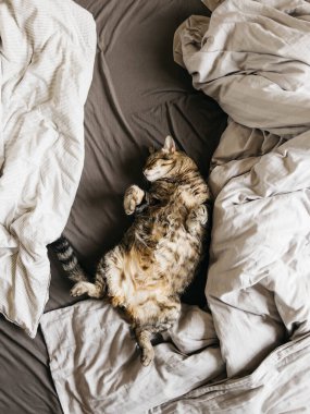 Tekir kedi kırışık battaniyelerin arasında bir yatakta sırt üstü uyur. Yüksek kalite fotoğraf