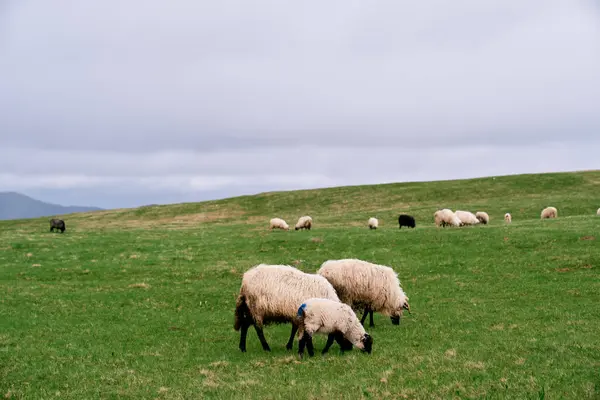 Flock of sheep grazes on a green pasture in the mountains. High quality photo