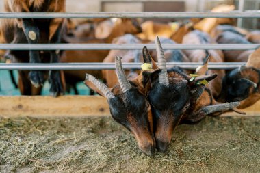 Çitin arkasından sarkan ve tahıl yiyen burunlara dokunan iki keçi. Yüksek kalite fotoğraf