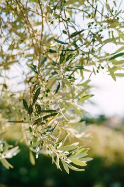 Parlak güneş ışığında ağaç dallarında yeşil zeytinler. Yüksek kalite fotoğraf