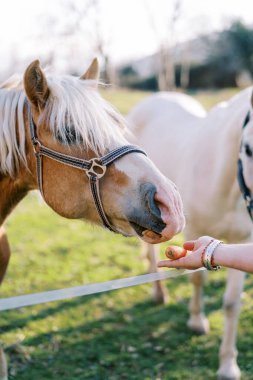 Adamın eli çitin içinden kahverengi bir at havucu uzatıyor. Yüksek kalite fotoğraf