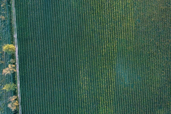 Green lines of vineyards in the Garda River valley. Veneto, Italy. Drone. High quality photo