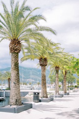 Büyük hurma ağaçları, lüks marinanın geniş rıhtımı boyunca çiçek tarlalarında yetişir. Yüksek kalite fotoğraf