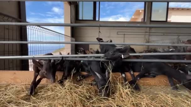 Les Chèvres Noires Sortent Derrière Clôture Mangent Foin Avec Gourmandise — Video