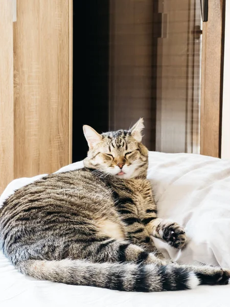 Tabby cat with his tongue hanging out lies on the bed. High quality photo