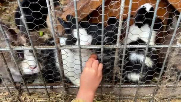 Little Girl Pushes Carrot Fence Fluffy Rabbits Who Eat High — Stock Video