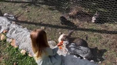 Küçük kız çiftlikteki tavşanlara havuç veriyor. Yüksek kalite 4k görüntü