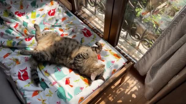 大きな縞模様の猫がベッドの上の窓の近くで眠る 高品質4K映像 — ストック動画