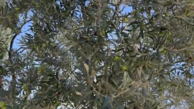 Rüzgarda sallanan bir ağacın dallarındaki yeşil zeytinler mavi bir gökyüzünün arka planına karşı. Yüksek kalite 4k görüntü